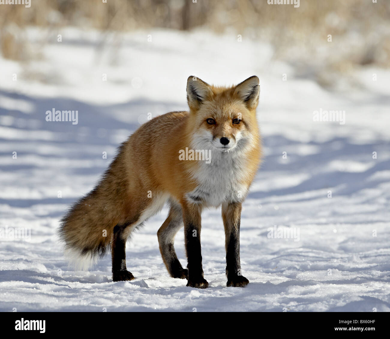 Red Fox (Vulpes vulpes vulpes vulpes o fulva) nella neve, Prospect Park, Wheatridge, Colorado, STATI UNITI D'AMERICA Foto Stock