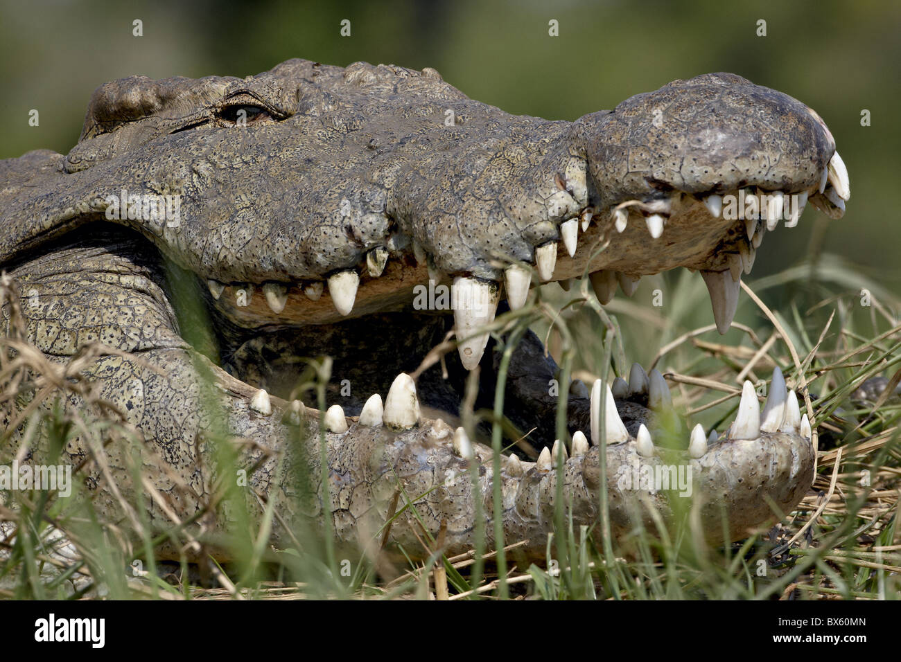 Coccodrillo del Nilo (Crocodylus niloticus) con la bocca aperta, Kruger National Park, Sud Africa e Africa Foto Stock