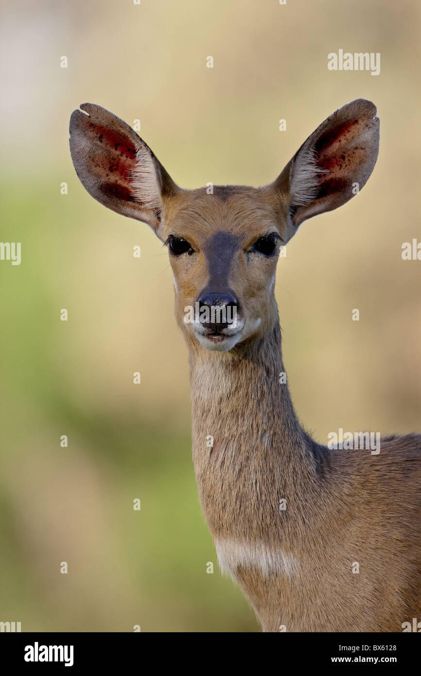Femmina (Bushbuck Tragelaphus scriptus), Kruger National Park, Sud Africa e Africa Foto Stock