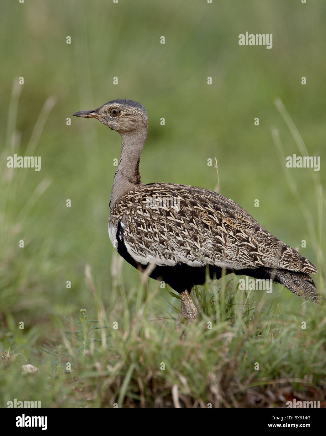 Maschio Bustard Black-Bellied (Black-Bellied Korhaan) (Eupodotis melanogaster), Kruger National Park, Sud Africa e Africa Foto Stock