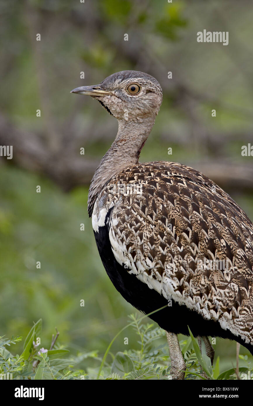Maschio Bustard Black-Bellied (Black-Bellied Korhaan) (Eupodotis melanogaster), Kruger National Park, Sud Africa e Africa Foto Stock