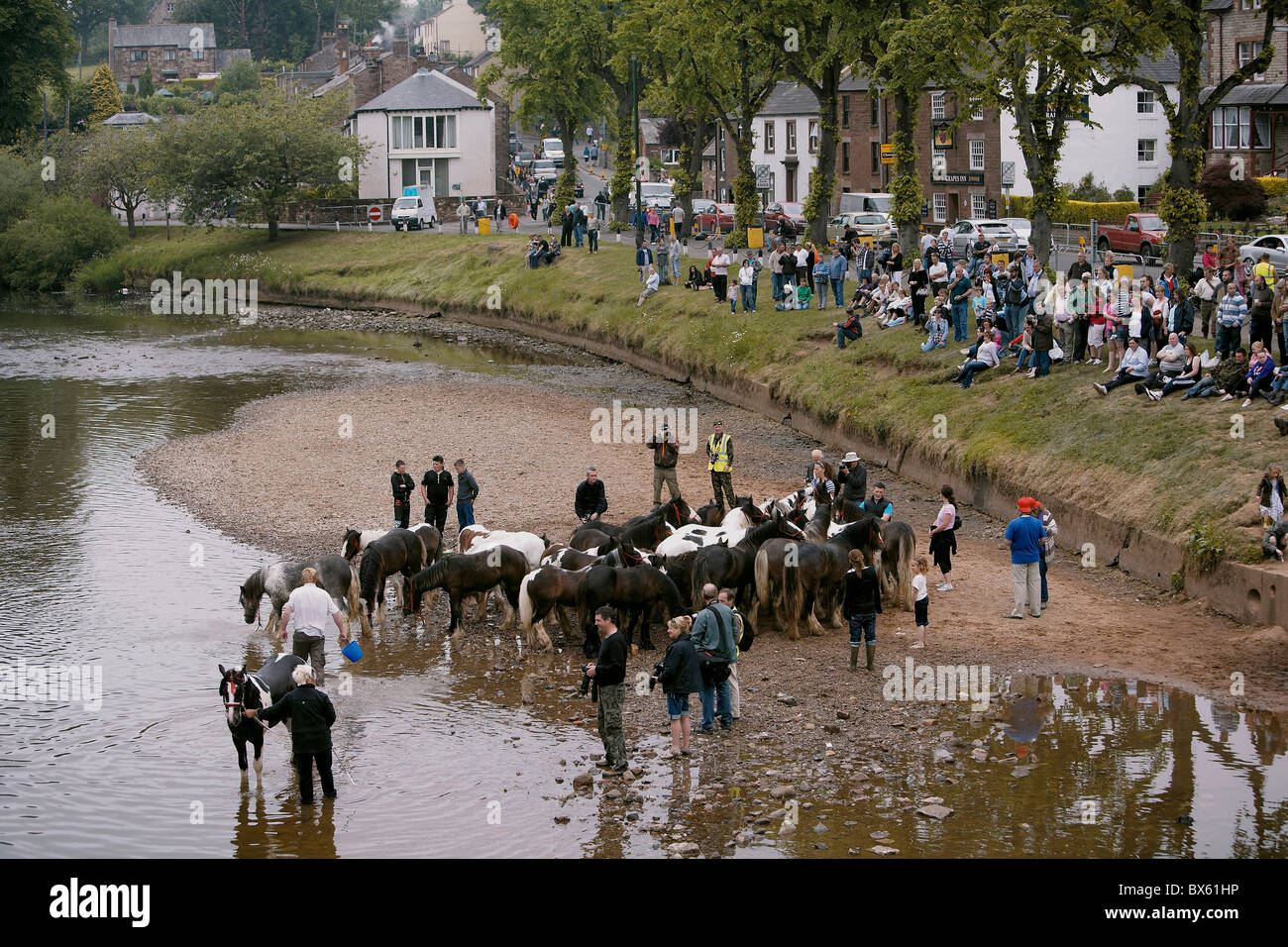 Gypsy viaggiatori cavalli di lavaggio nel fiume Eden durante il Appleby Horse Fair, Appleby-in-Westmoreland, Cumbria, Regno Unito Foto Stock