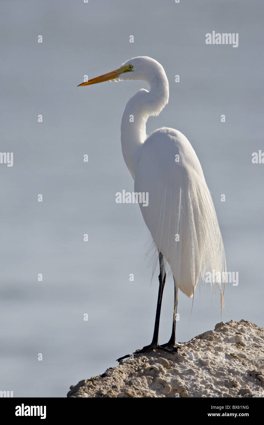 Airone bianco maggiore (Ardea alba) in allevamento piumaggio, Sonny Bono Salton Sea National Wildlife Refuge, CALIFORNIA, STATI UNITI D'AMERICA Foto Stock