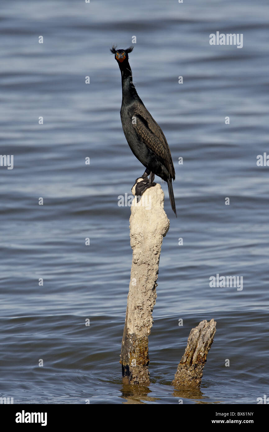 Doppio di cormorani crestato in allevamento piumaggio, Sonny Bono Salton Sea National Wildlife Refuge, CALIFORNIA, STATI UNITI D'AMERICA Foto Stock