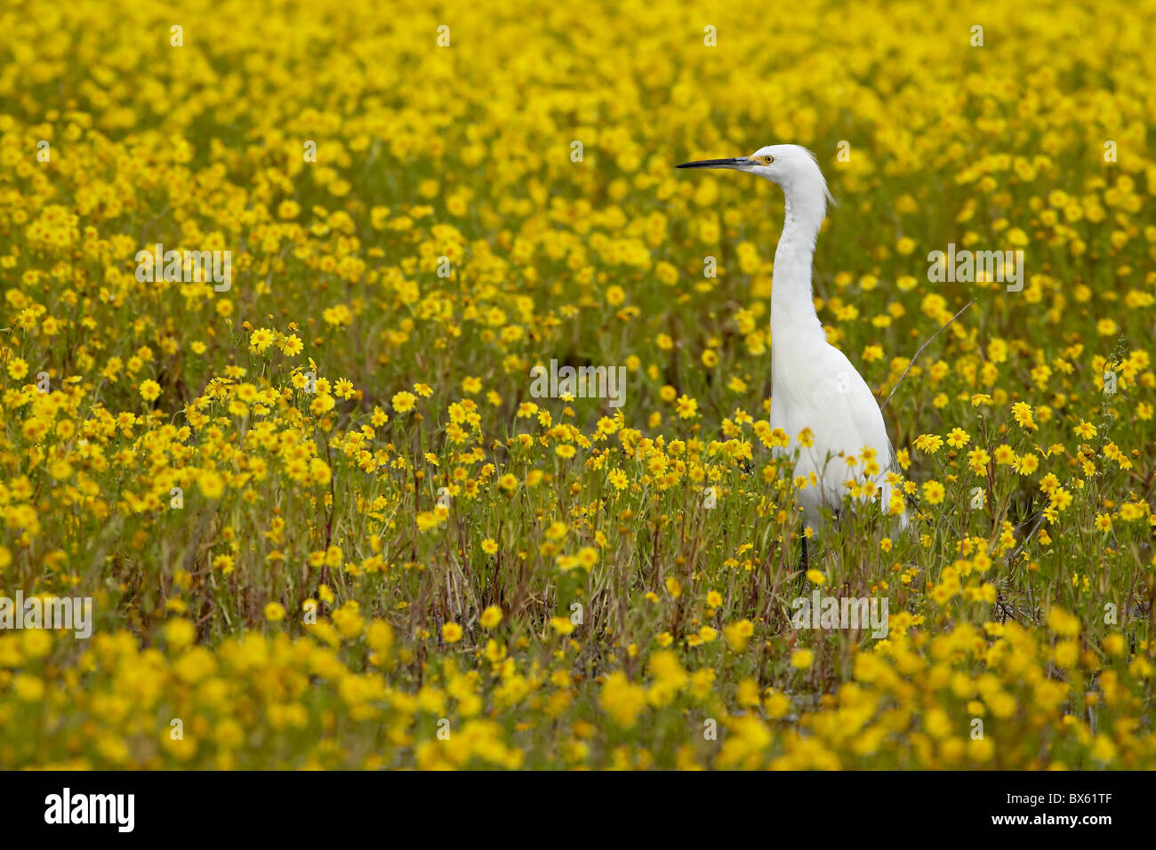 Snowy garzetta (Egretta thuja) tra goldfields (Lasthenia chrysostoma), San Jacinto Area faunistica, CALIFORNIA, STATI UNITI D'AMERICA Foto Stock