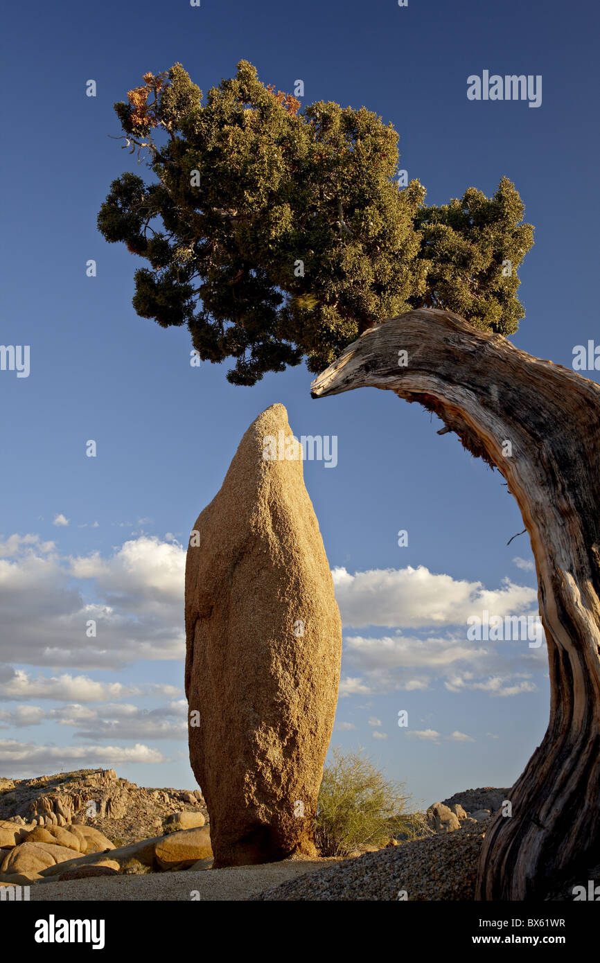 Ginepro e boulder, Joshua Tree National Park, California, Stati Uniti d'America, America del Nord Foto Stock