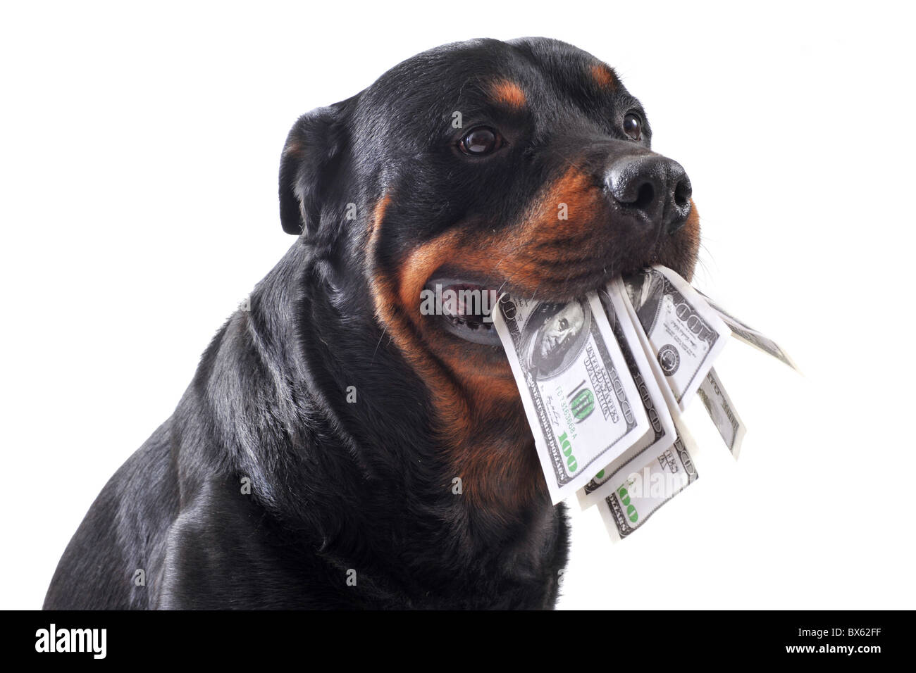 Funny rottweiler detiene Dollari in bocca, isolato sfondo bianco Foto Stock