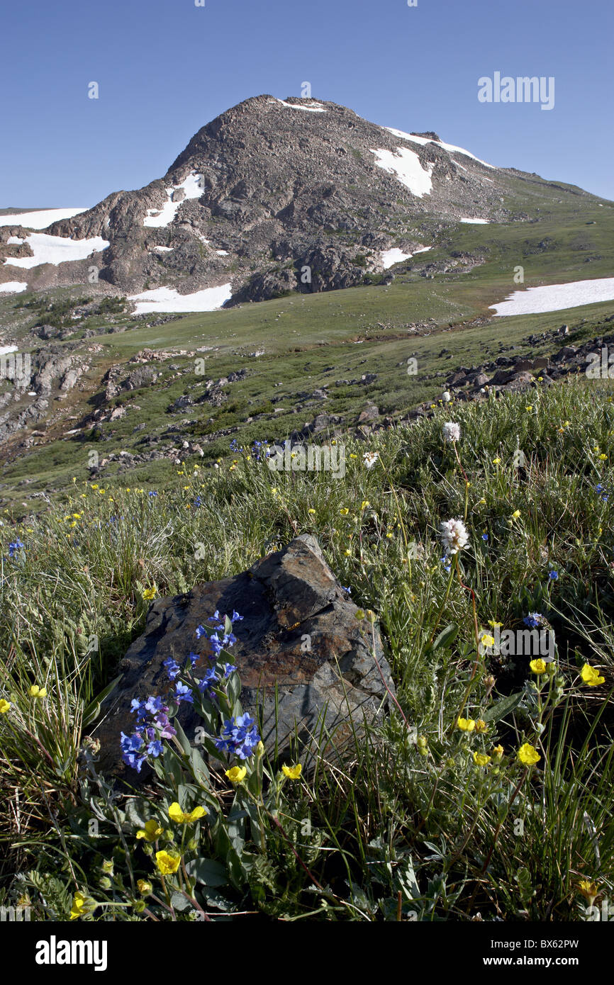 Prato di montagna con penstemon blu (Penstemon cyaneus) e American bistort, Shoshone National Forest, Wyoming USA Foto Stock