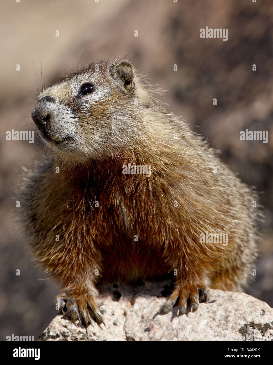 Yellowbelly marmotta (Marmotta di ventre giallo) (Marmota flaviventris), Shoshone National Forest, Wyoming USA Foto Stock