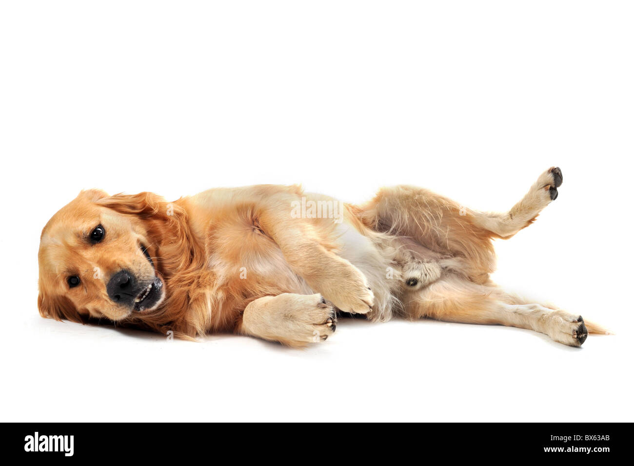 Di razza golden retriever stabilite nella parte anteriore di uno sfondo bianco Foto Stock