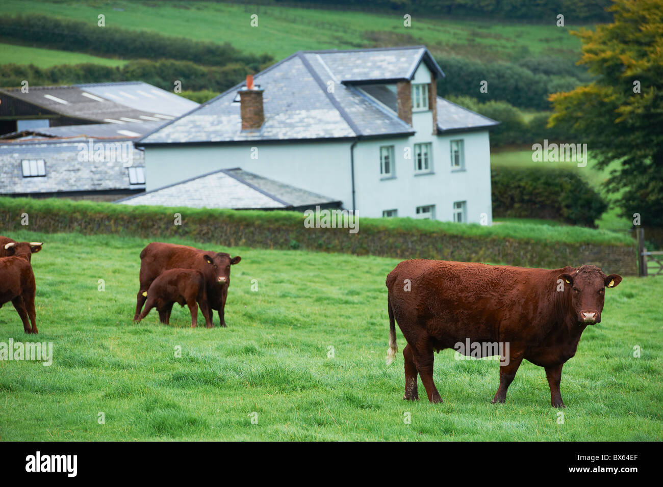 Mucche nel campo Foto Stock