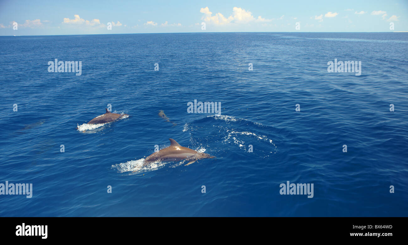 I delfini nuotare nelle Maldive, Oceano Indiano, Asia Foto Stock