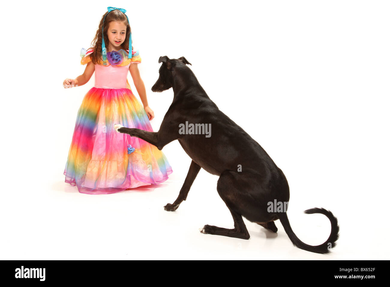 Bella sei anno francese antico American Girl formazione il suo nero levriero per sedersi. Foto Stock