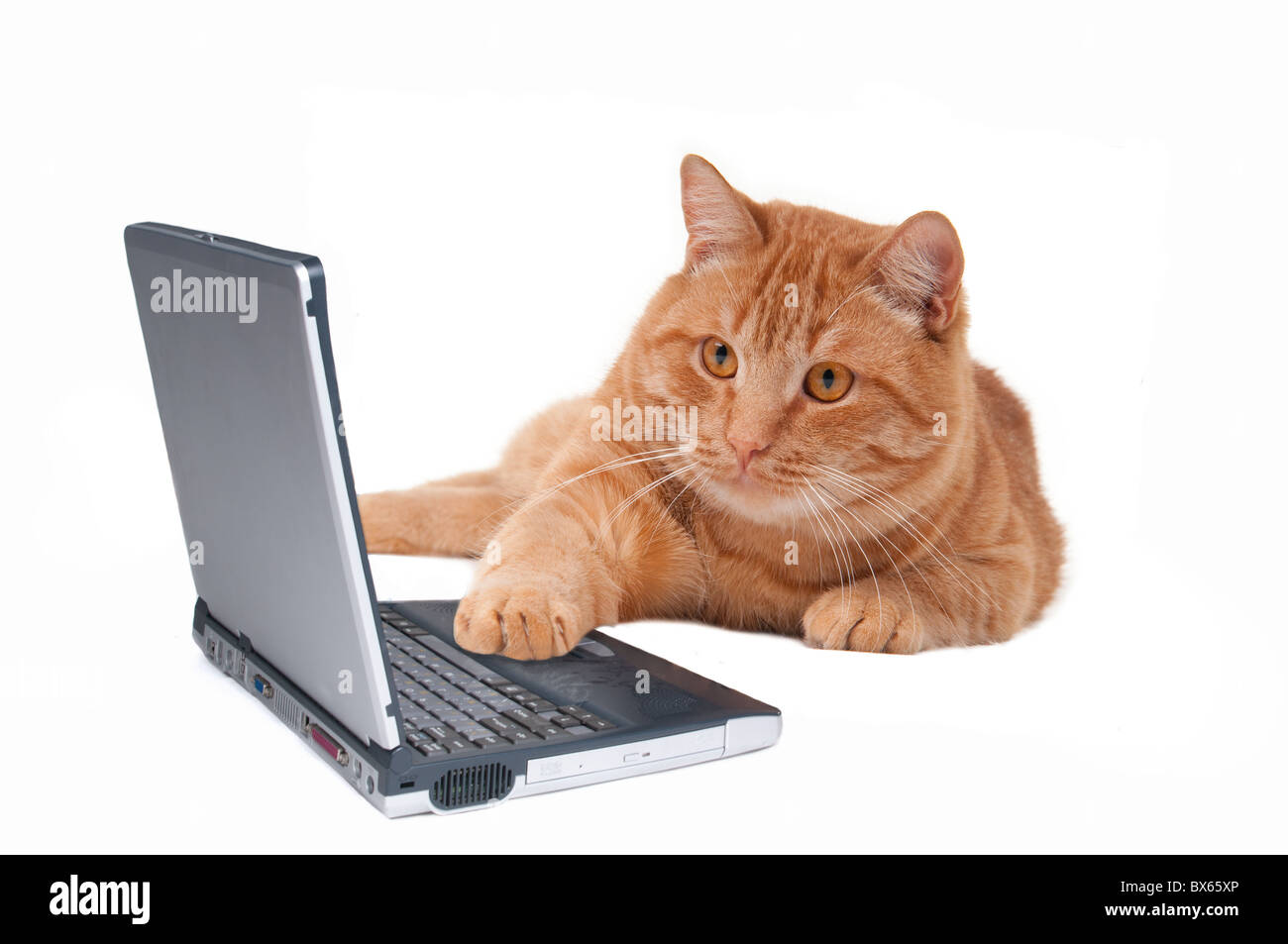 Giocoso gattino lavorando sul computer Foto Stock