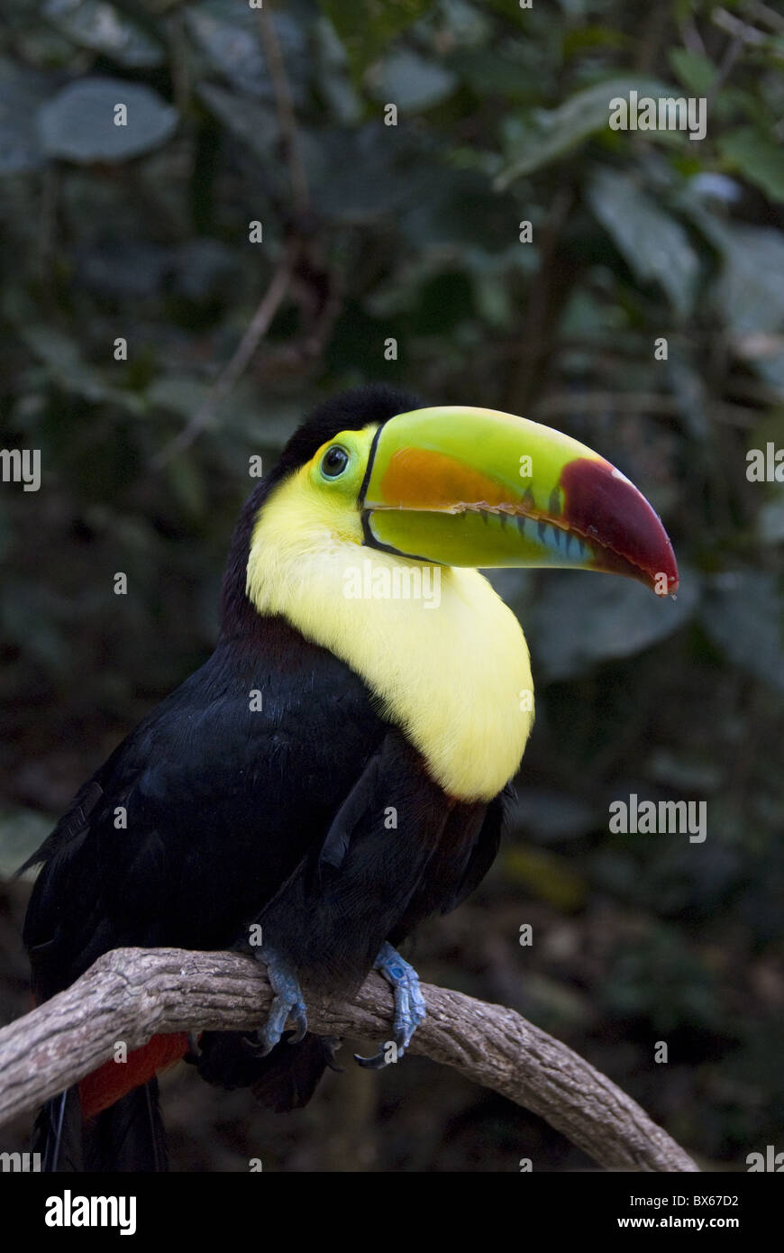 Chiglia fatturati toucan (arcobaleno fatturati toucan) (Ramphastos Sulfuratus), Macaw Mountain Bird Park, vicino a Copan, Honduras Foto Stock