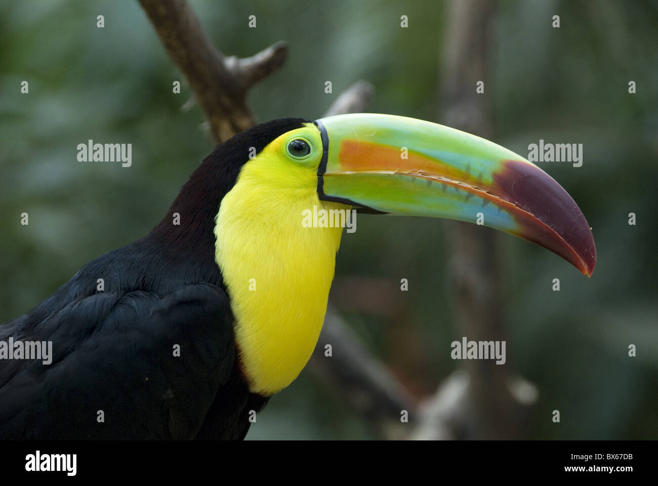 Chiglia fatturati toucan (arcobaleno fatturati toucan) (Ramphastos Sulfuratus), Macaw Mountain Bird Park, vicino a Copan, Honduras Foto Stock