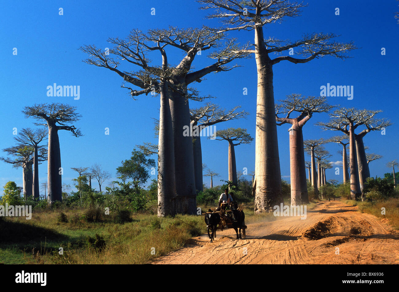 Il baobab (Andansonia grandidieri ), Morondova, Madagascar meridionale, Africa Foto Stock