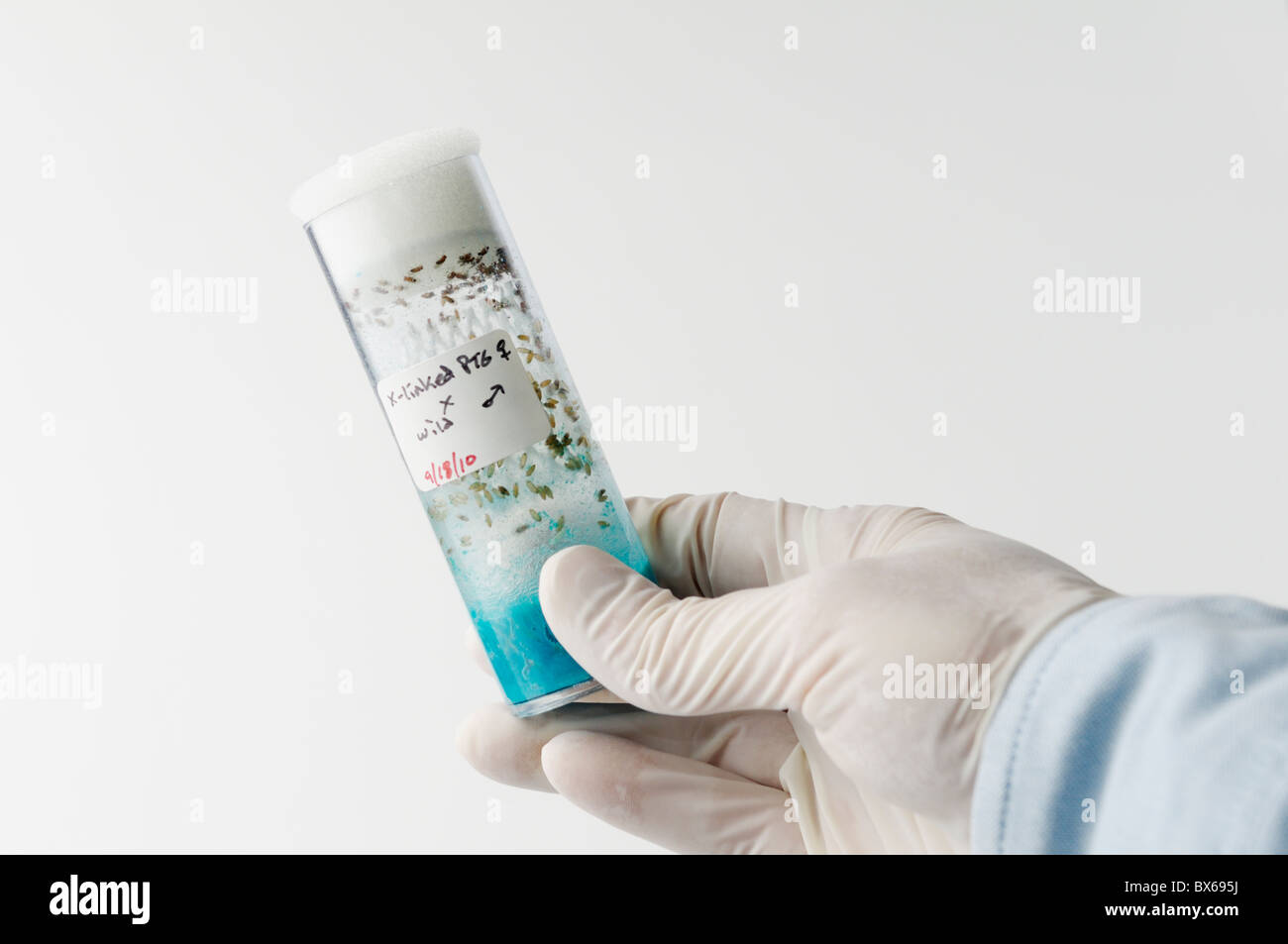 La Drosophila melanogaster della ricerca genetica Foto Stock