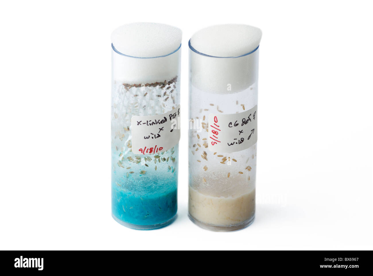 Due fiale di attraversamento sperimentali di mosche di frutta, Drosophila melanogaster Foto Stock