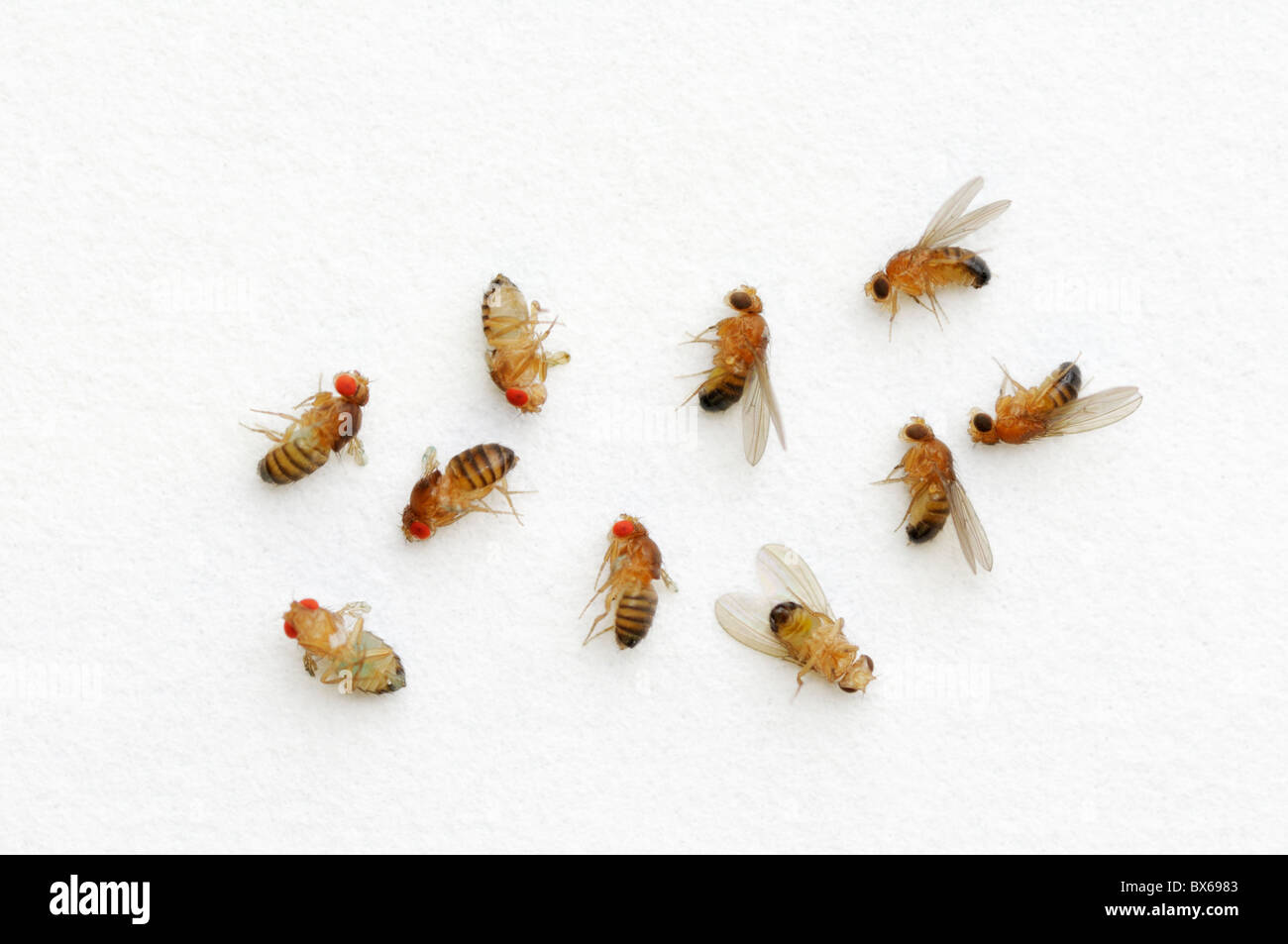 La Drosophila melanogaster variazioni - mutante ali residuale sulla sinistra, seppia gli occhi sulla destra Foto Stock