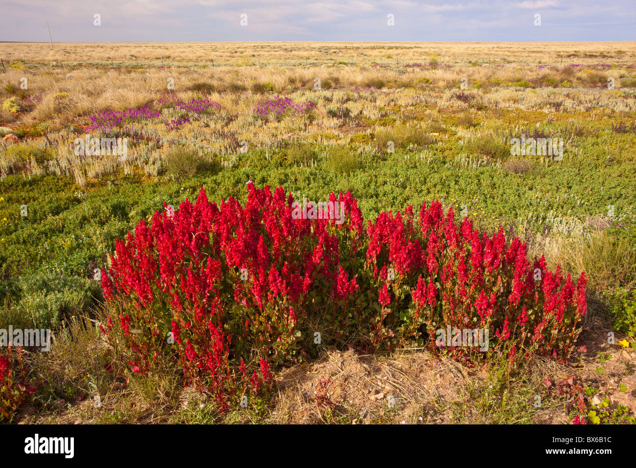 Rosso luppolo selvatico sulla barriera autostrada tra Broken Hill e Wilcannia Road, Nuovo Galles del Sud Foto Stock