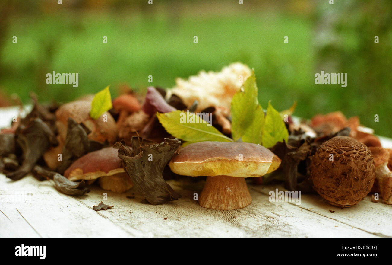 Mix di funghi, Boletus edulis, Clitocybe anisata, Macrolepiota procera, Craterellus cornucopioides (Cantharellus tubaeformis) Foto Stock