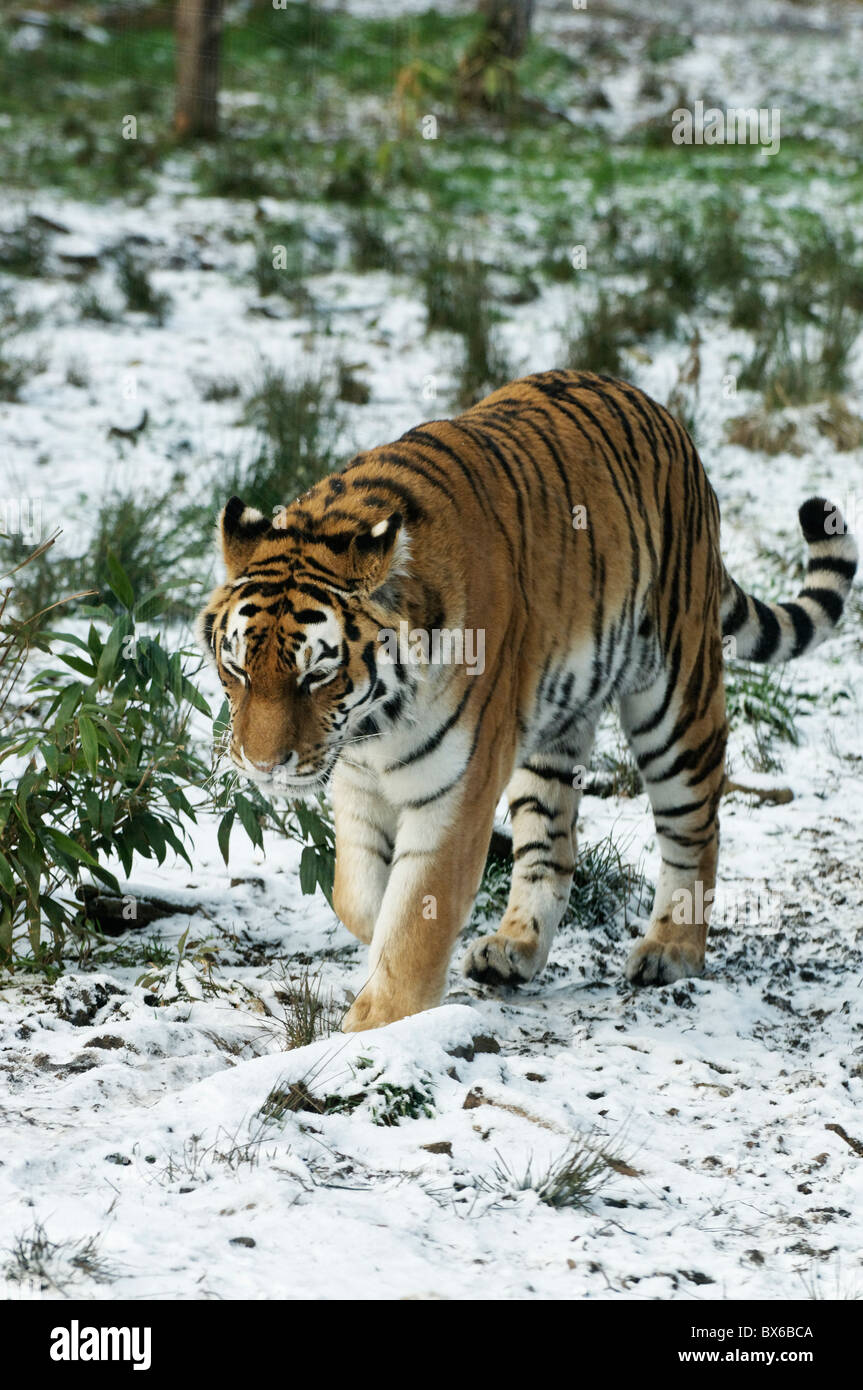 Una tigre di Amur a Kincraig Wildlife Park, Scozia Foto Stock