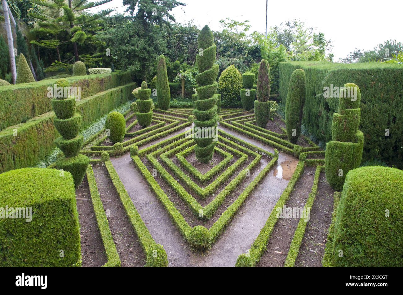 Topiaria da nel giardino formale, Giardino Botanico, Funchal, Madeira, Portogallo, Europa Foto Stock