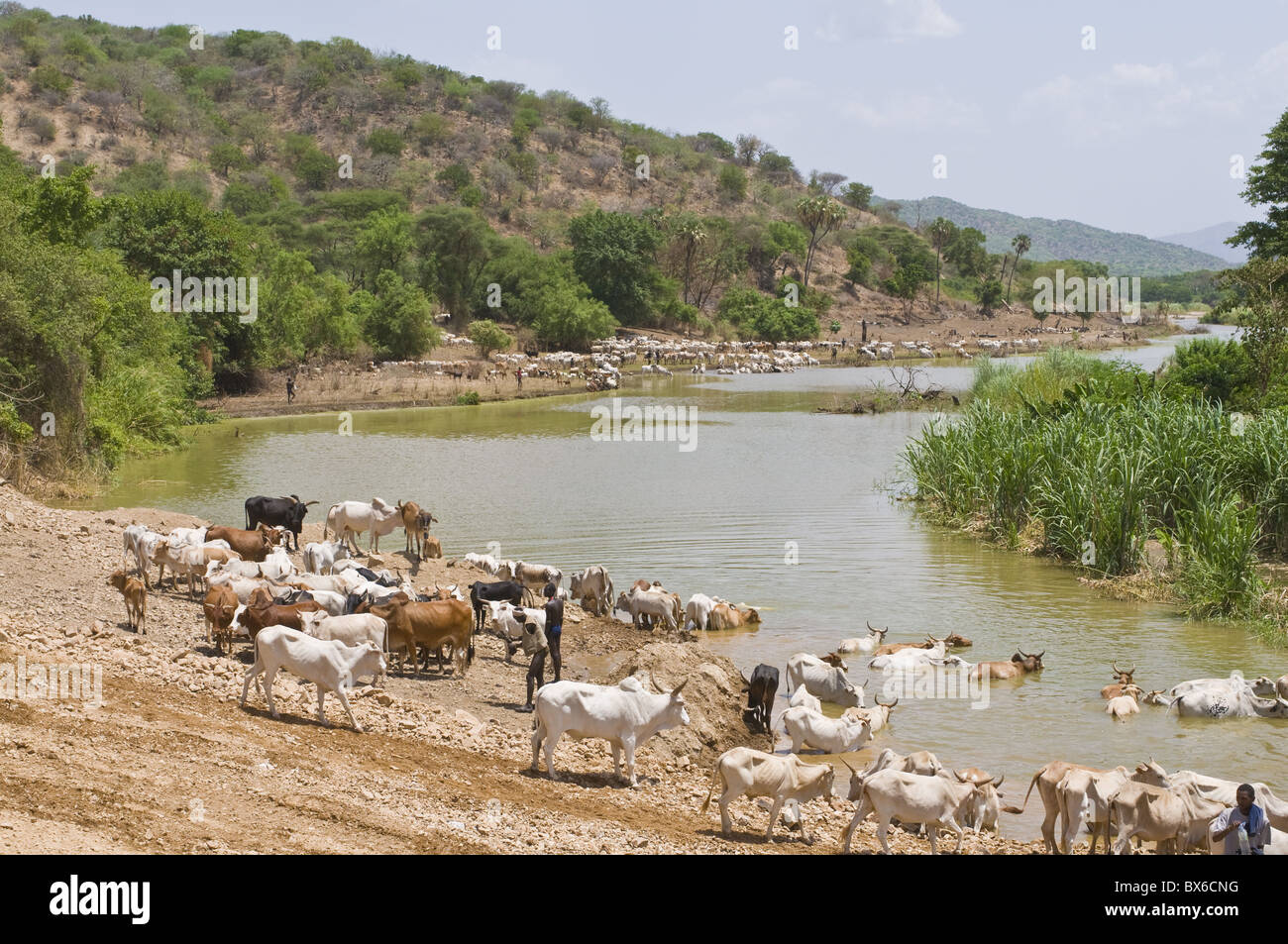 Bestiame al fiume Omo, Valle dell'Omo, Etiopia, Africa Foto Stock