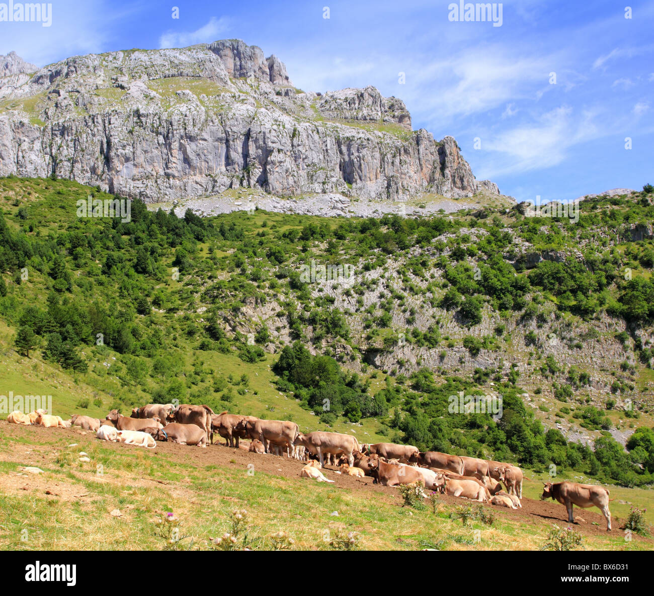 Picco Bisaurin Pirenei mucca bovini sul Prato della Valle Huesca Spagna Foto Stock