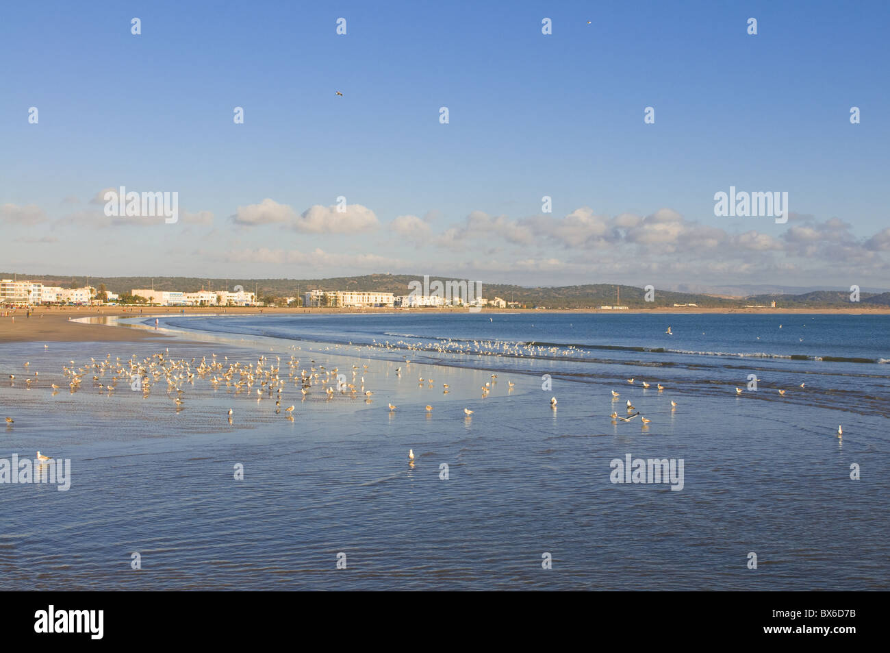 La spiaggia della città costiera di Essaouira, Marocco, Africa Settentrionale, Africa Foto Stock