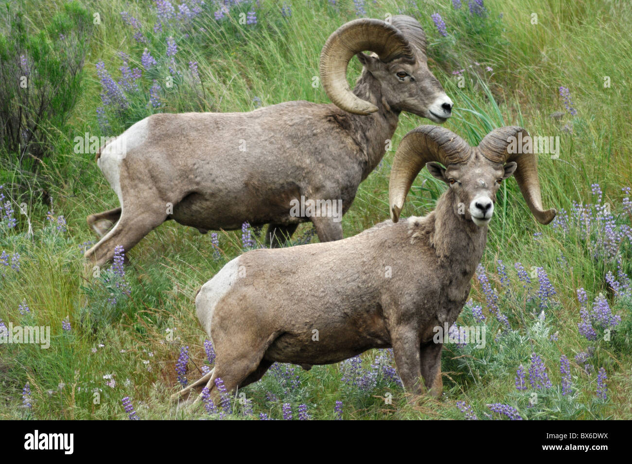 Bighorn (Ovis canadensis) Foto Stock
