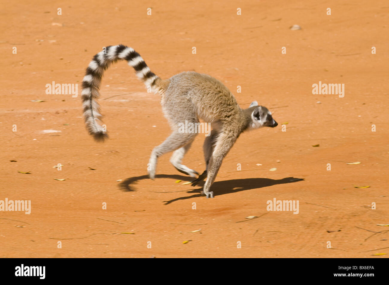 Anello-tailed Lemur (Lemur catta), Berenty Riserva Privata, Madagascar, Africa Foto Stock