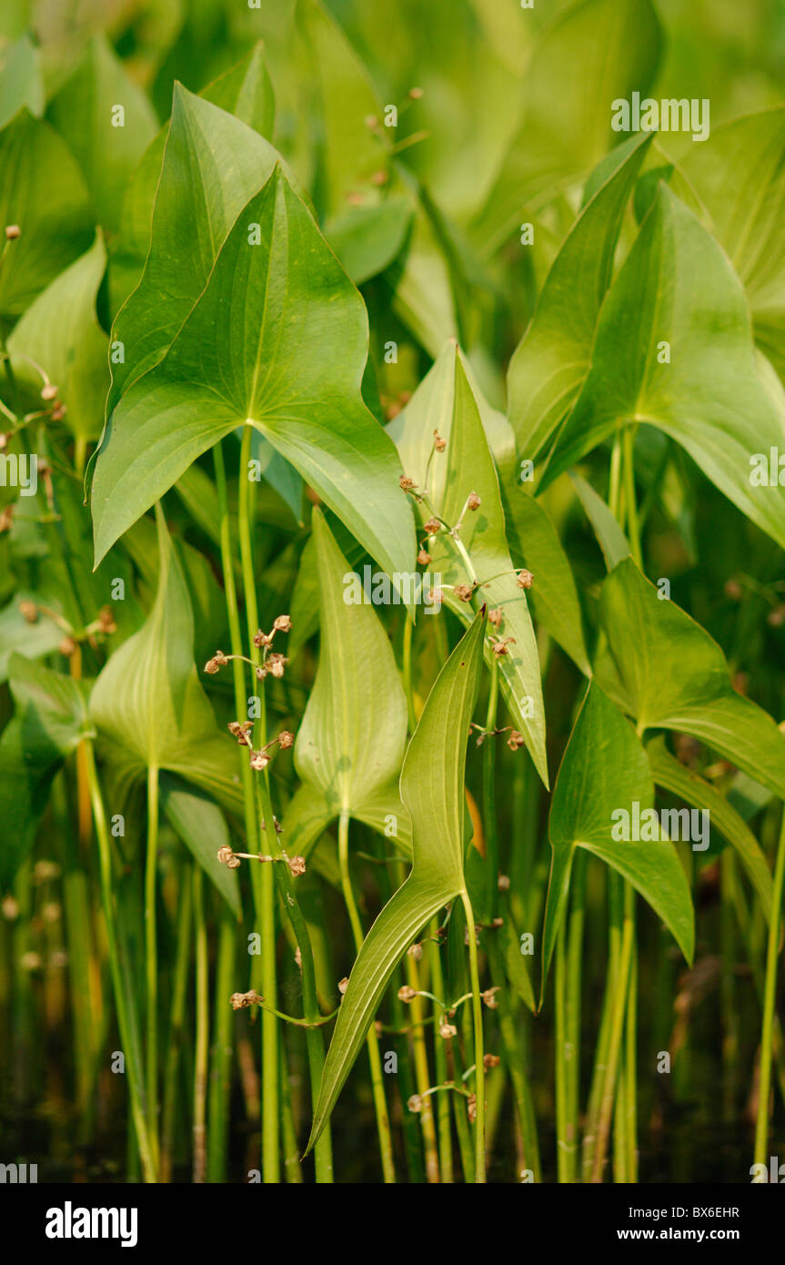 Wapato (Sagittaria latifolia) Foto Stock