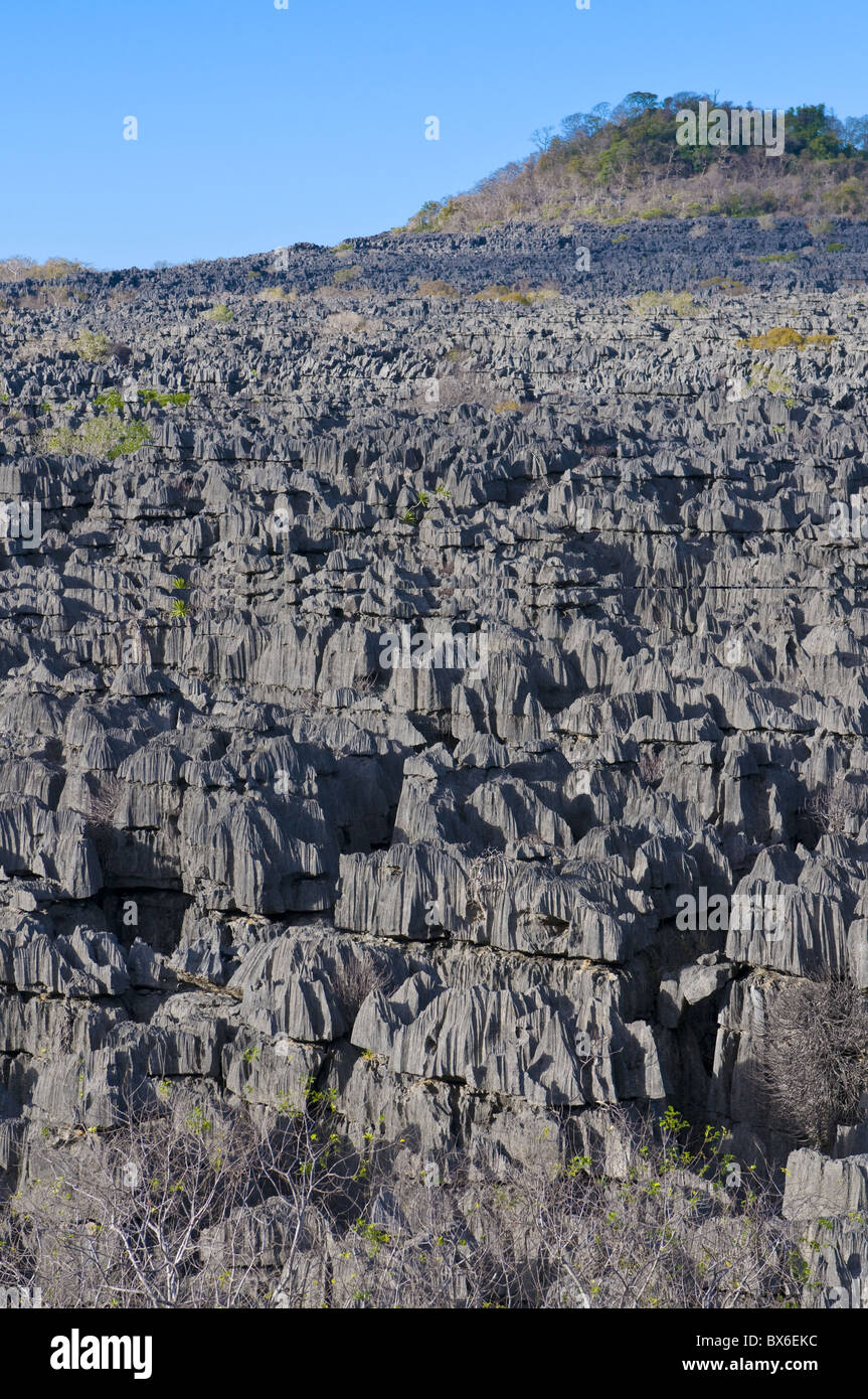 Formazioni calcaree (Tsingys), Ankarana National Park, Madagascar, Africa Foto Stock
