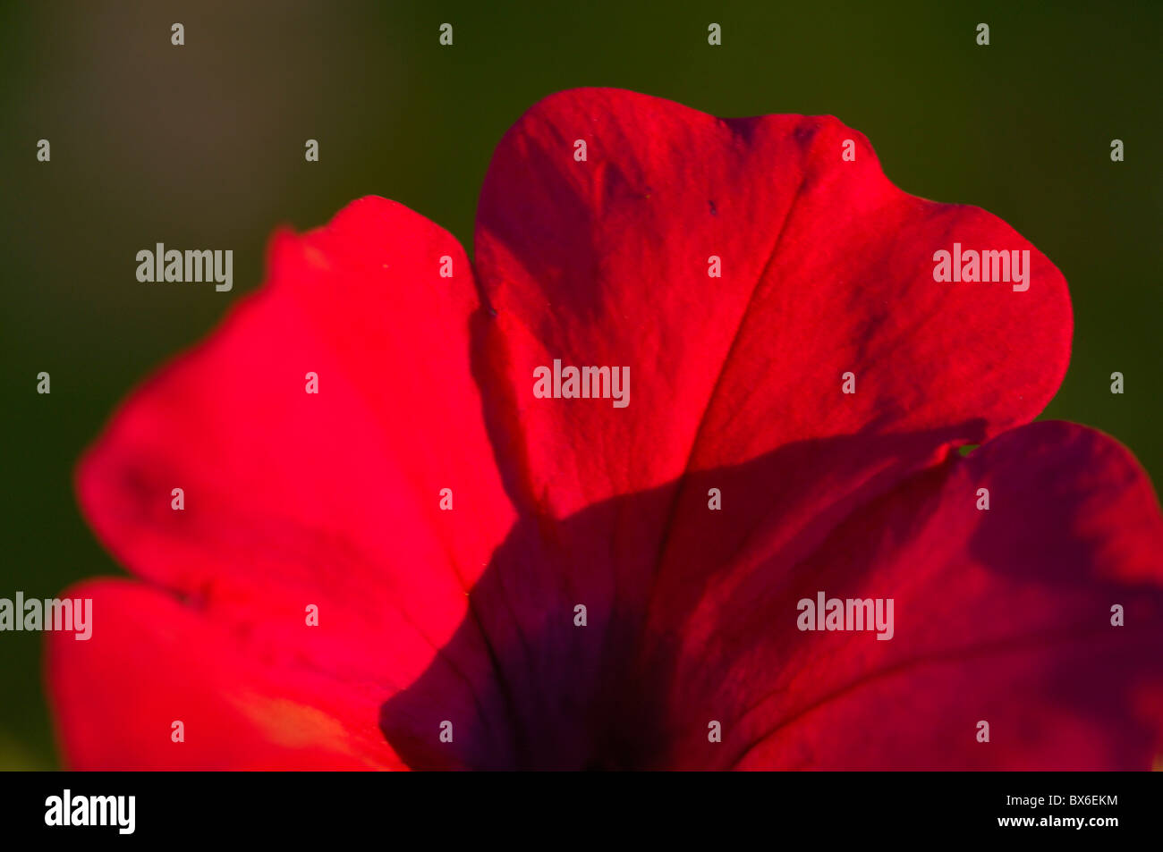 Petunia petalo di fiore Foto Stock