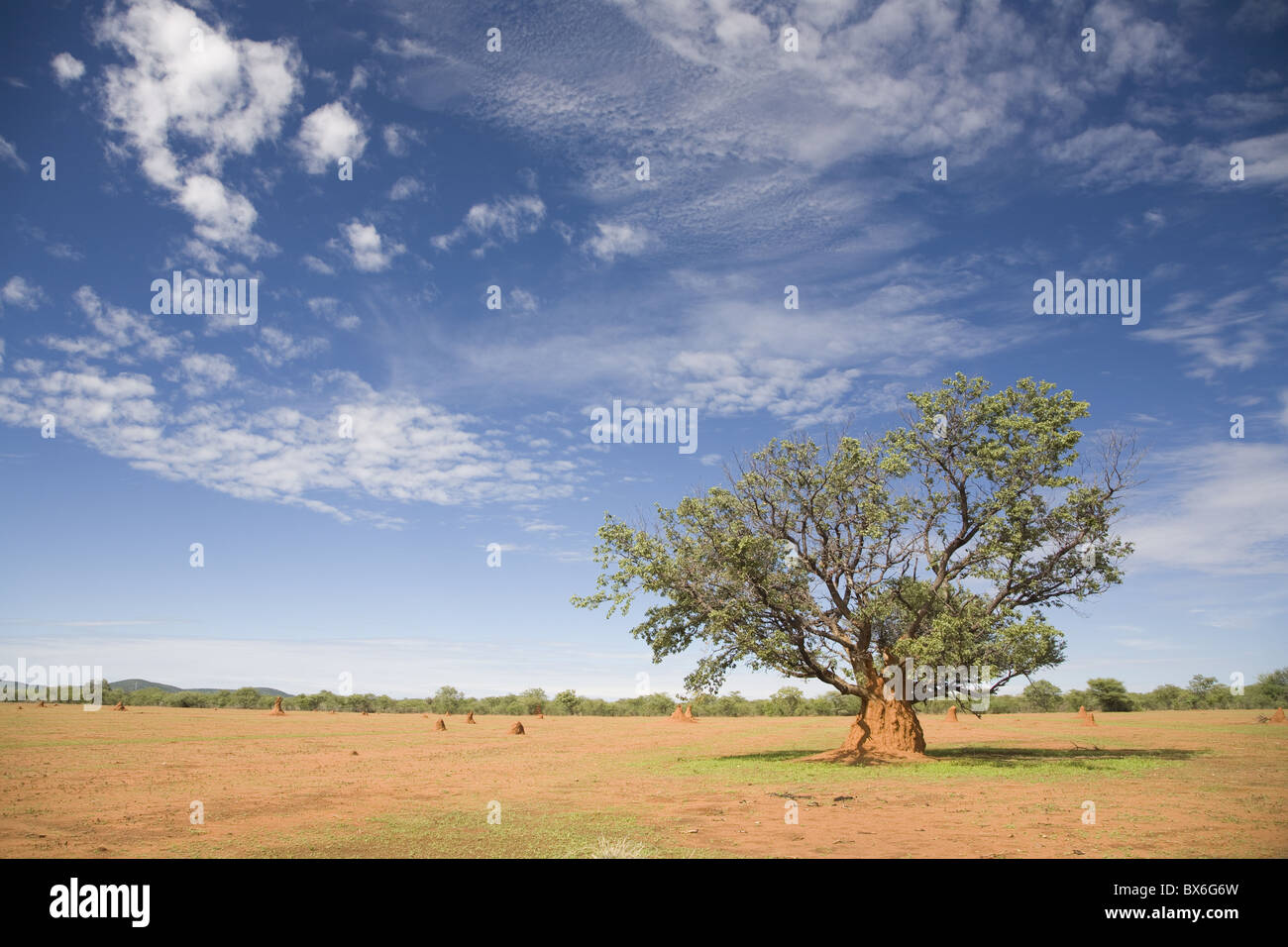 Albero solitario circondato da un termite hill, Namibia, Africa Foto Stock