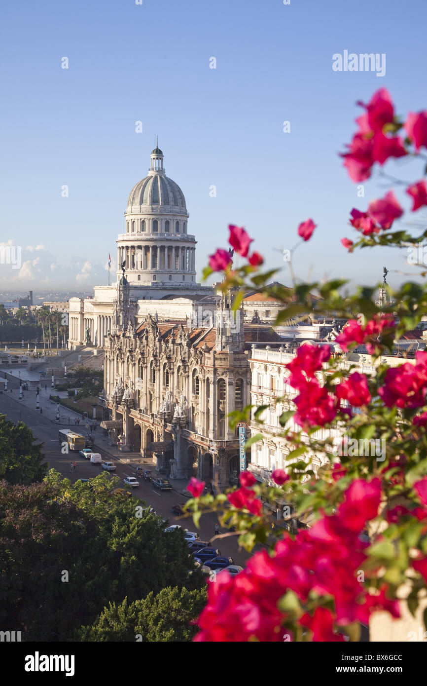 Fiori di bouganville in parte anteriore del Capitolio building, Havana, Cuba, West Indies, America Centrale Foto Stock
