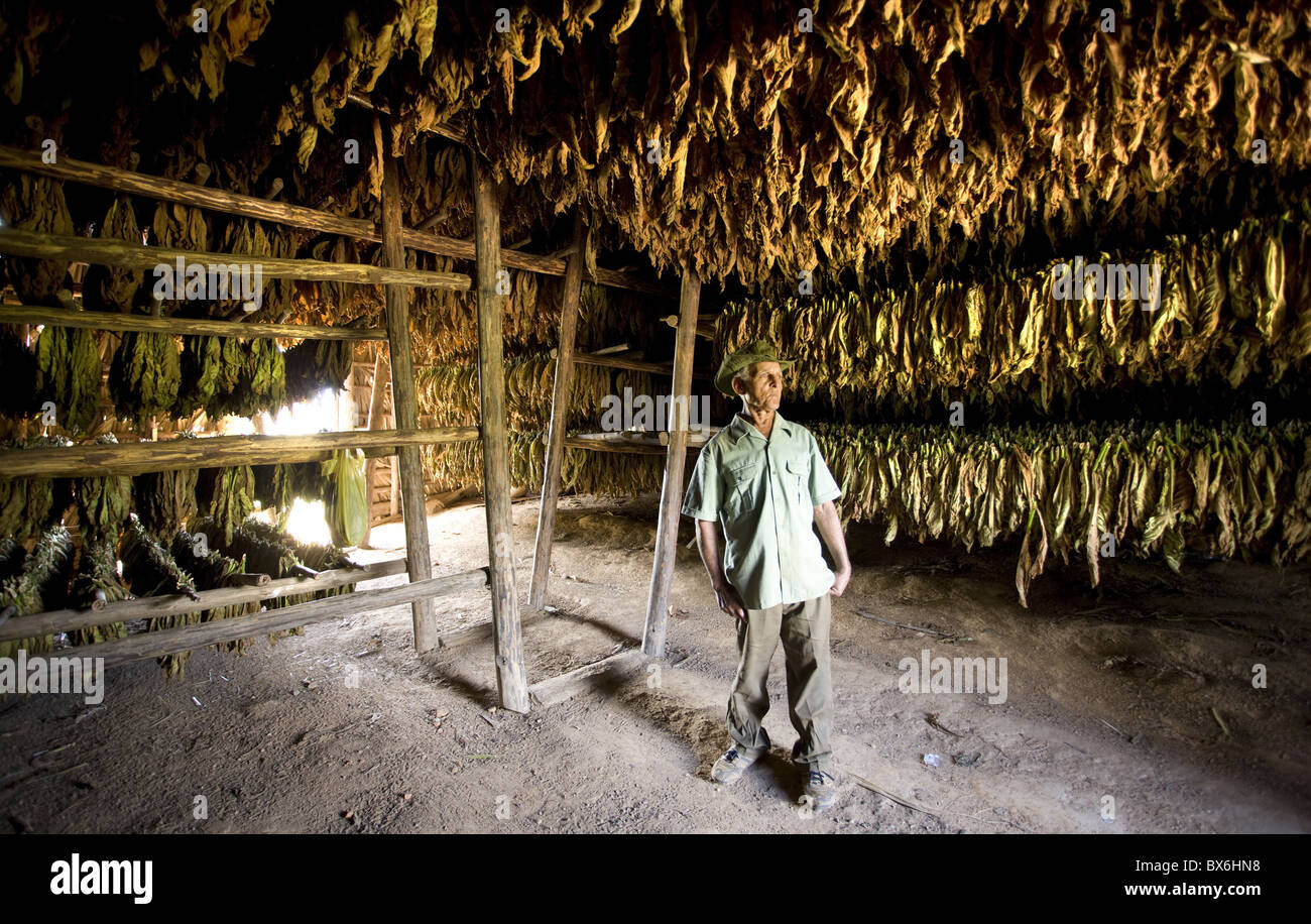 Coltivatore di tabacco in piedi nella sua essiccazione del tabacco capanna, Vinales Valley, Pinar Del Rio, Cuba Foto Stock