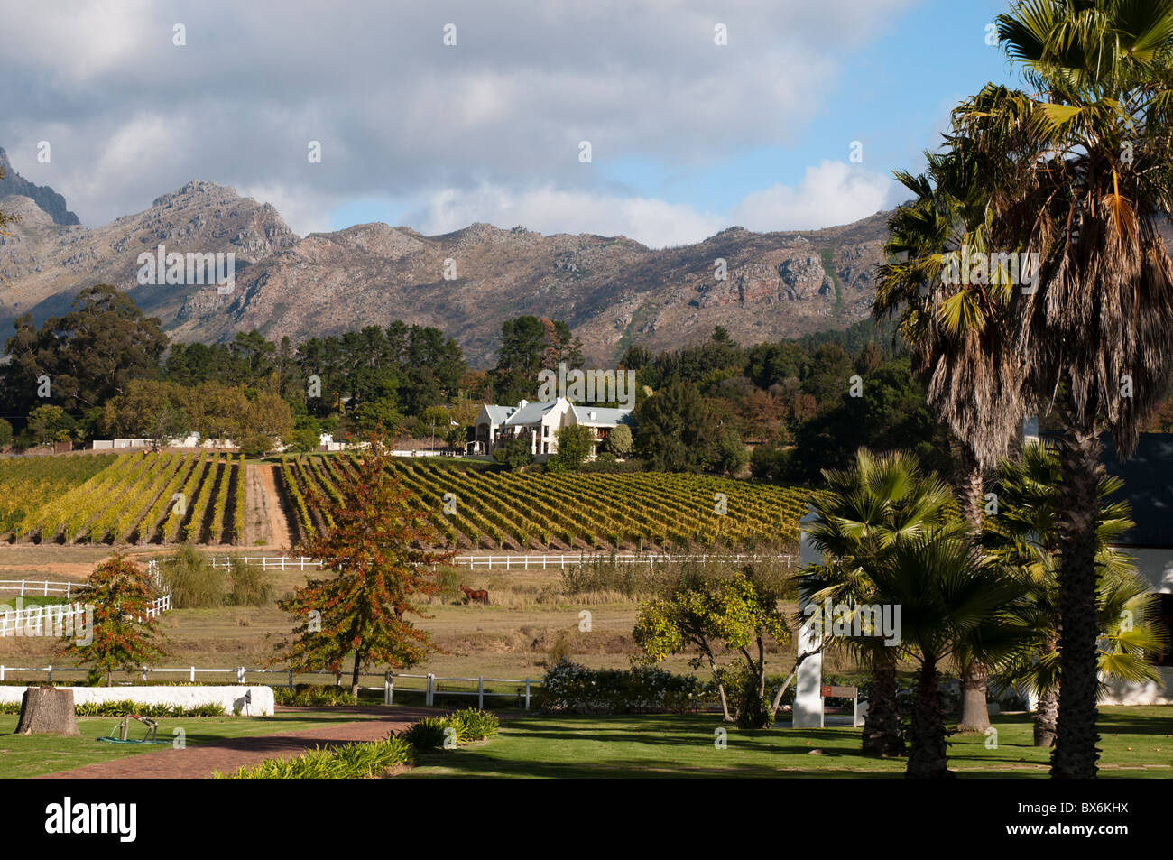 Zorgvliet Wine Estate, Stellenbosch, Provincia del Capo, in Sud Africa e Africa Foto Stock