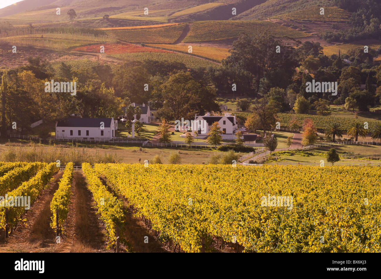 Zorgvliet Wine Estate, Stellenbosch, Provincia del Capo, in Sud Africa e Africa Foto Stock
