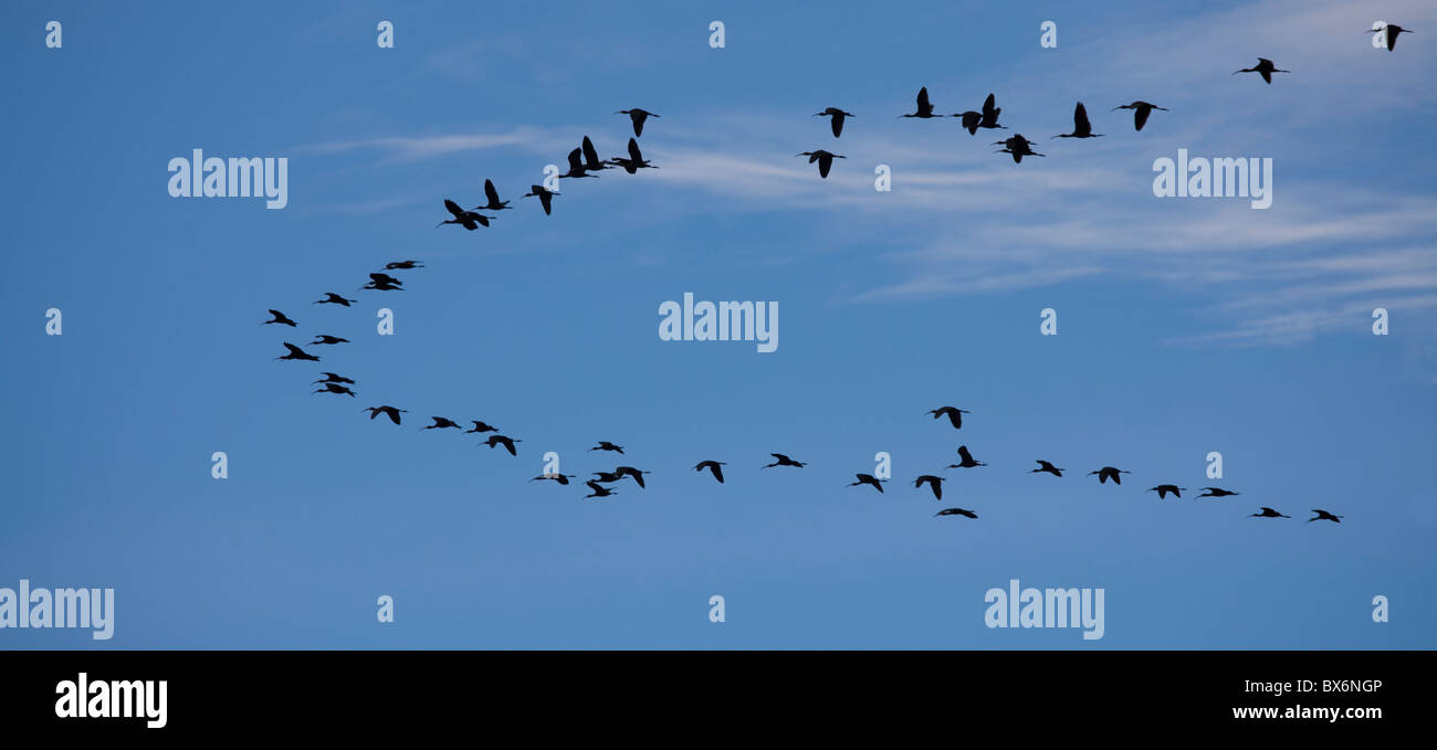 Gregge di ibis lucido -Plegadis falcinellus- battenti, Parco Naturale del Delta de l'Ebre, Tarragona, Spagna Foto Stock