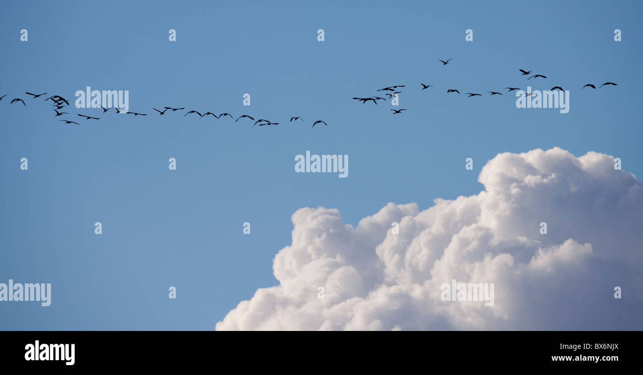 Gregge di ibis lucido -Plegadis falcinellus- battenti, Parco Naturale del Delta de l'Ebre, Tarragona, Spagna Foto Stock