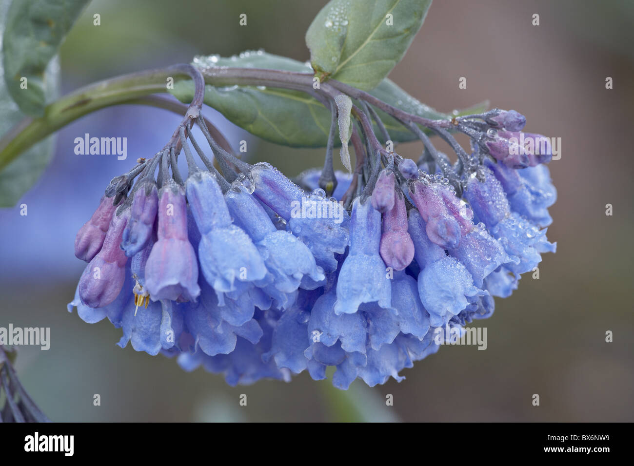 Bluebell (Campanula rotundifolia), Shoshone National Forest, Wyoming negli Stati Uniti d'America, America del Nord Foto Stock