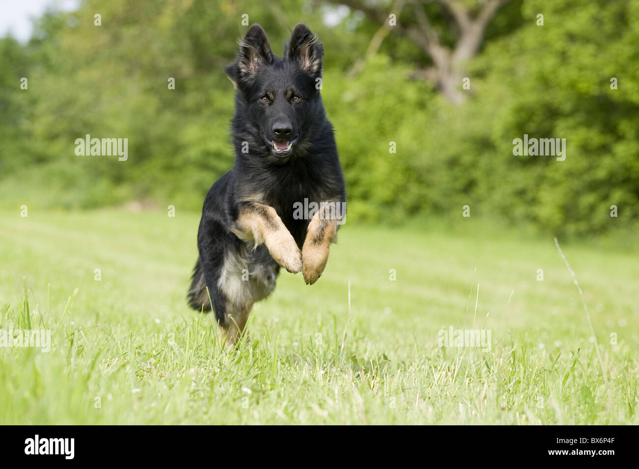 Deutscher Schäferhund, Pastore Tedesco Foto Stock
