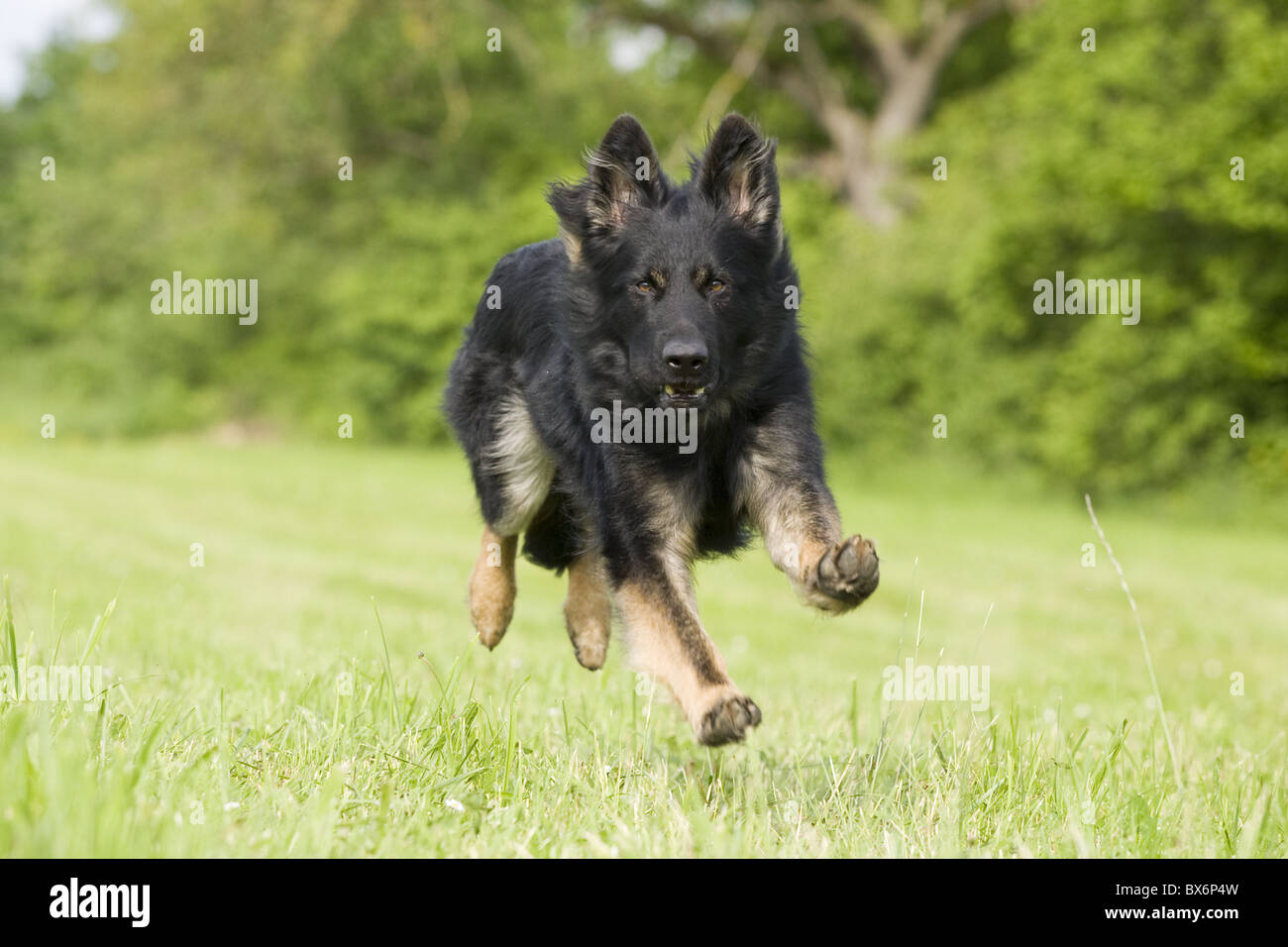 Deutscher Schäferhund, Pastore Tedesco Foto Stock