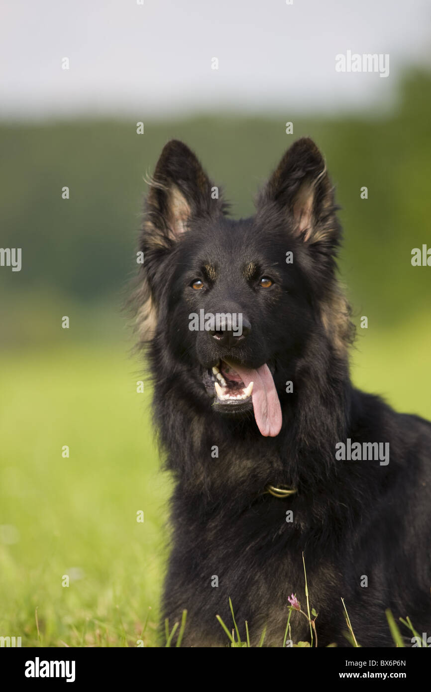 Deutscher Schäferhund, Pastore Tedesco Foto Stock