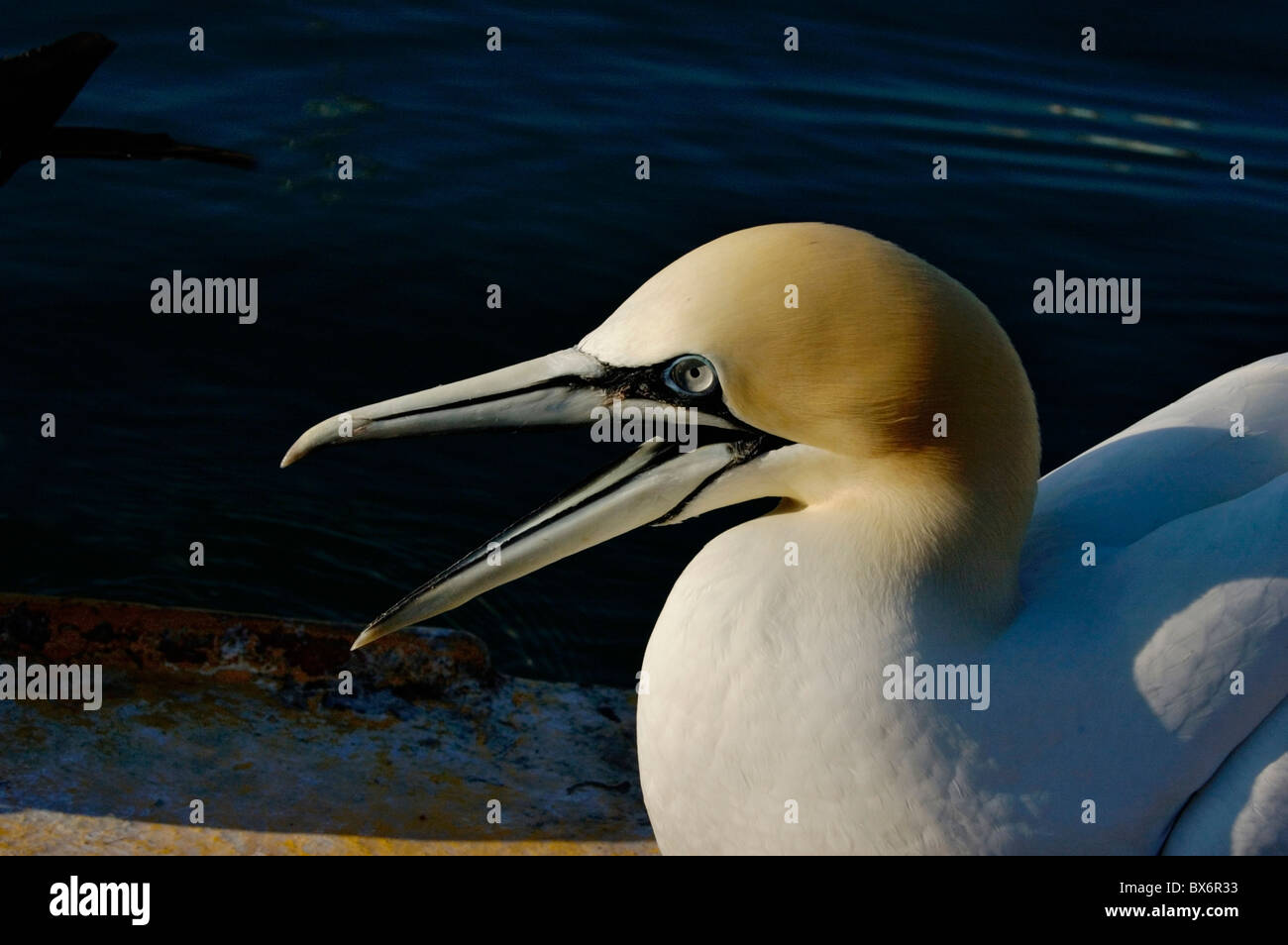 Una Northern Gannet (Morus bassanus) chiamando al sunrise, Francia. Foto Stock