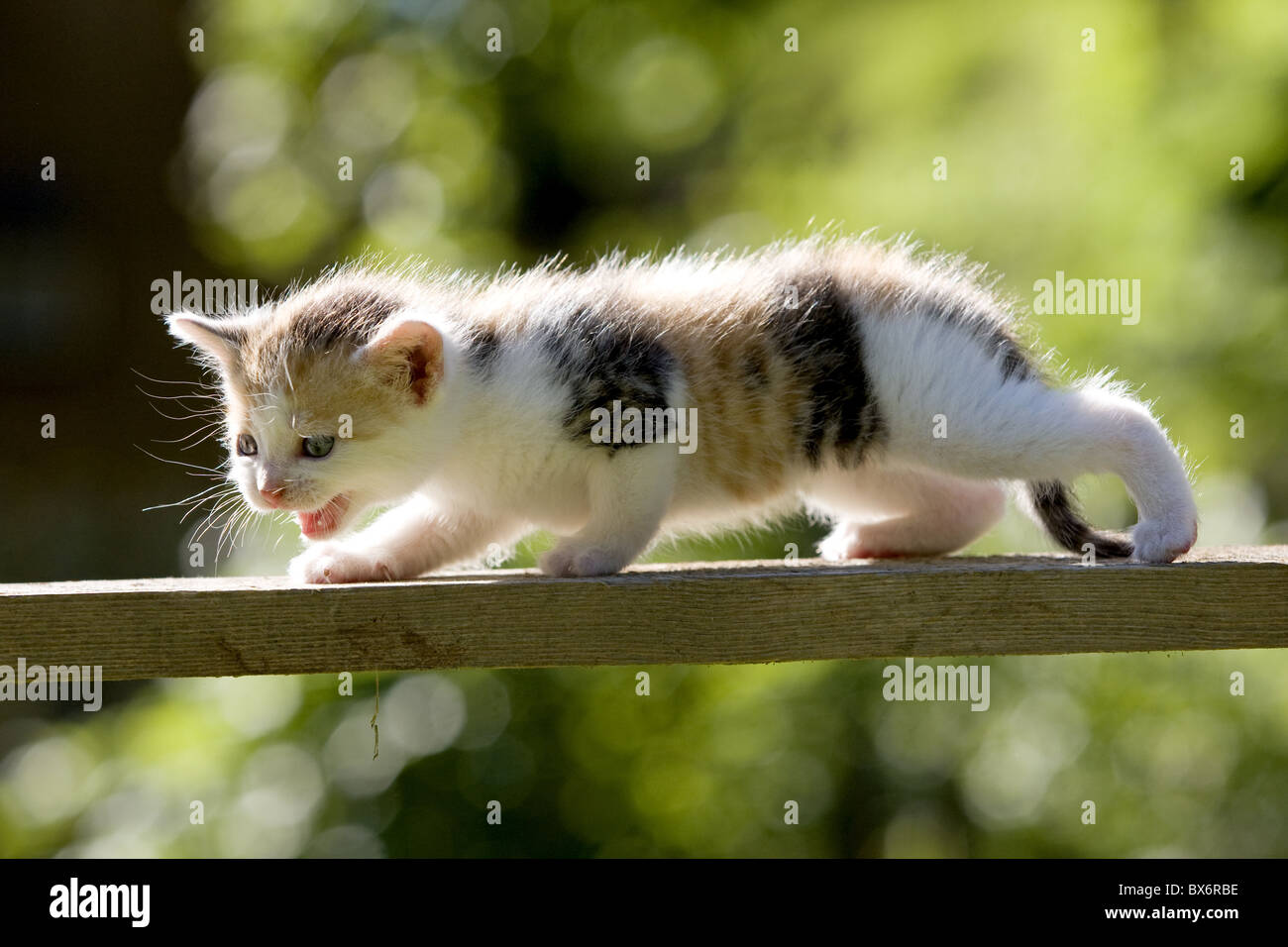 Kaetzchen auf Holzbrett, gattino sulla tavola di legno Foto Stock