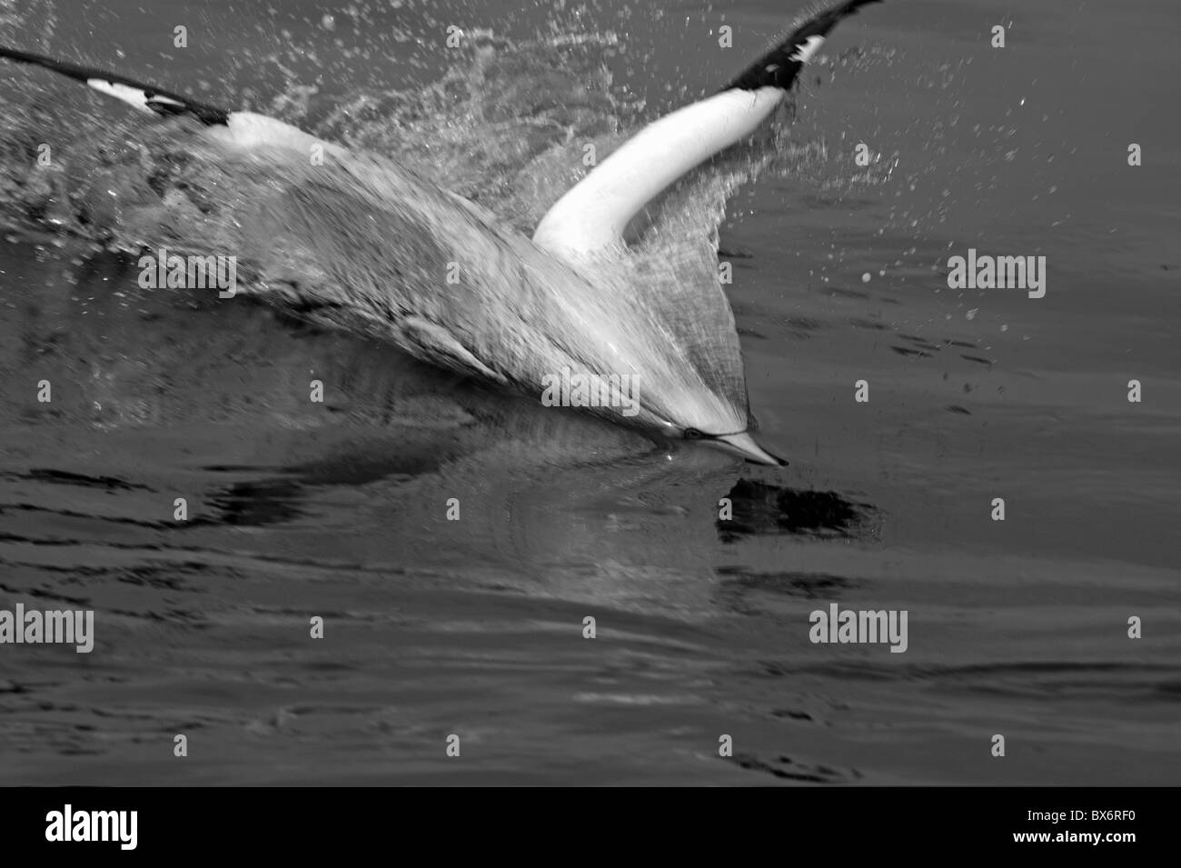 Northern Gannet (Morus bassanus) immersioni in mare. Foto Stock